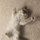 Illustration for article titled Name That Kitten